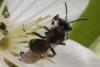 Andrena sp.
